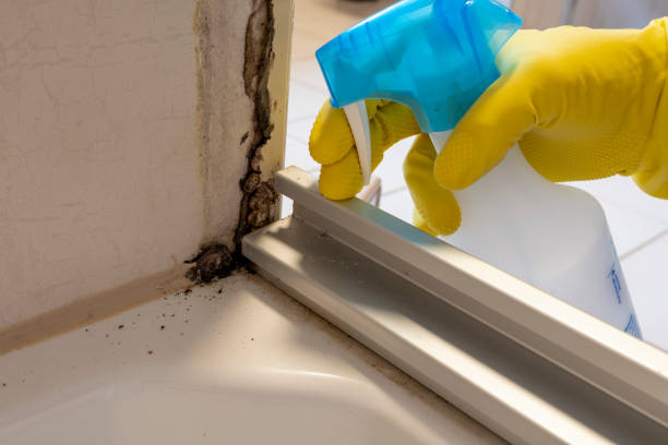 Mold Odor Removal Services